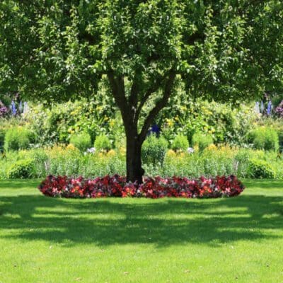 A tree in the middle of a garden with flowers around it.