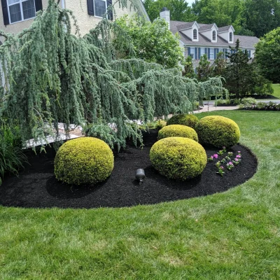 Neatly trimmed round shrubs beneath pruned ornamental tree After