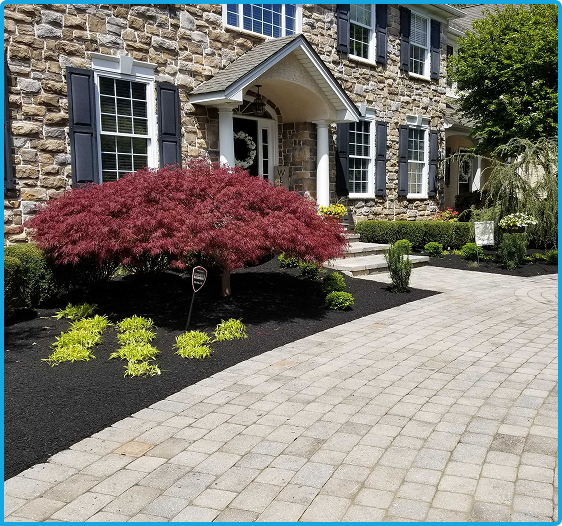 Front yard landscape with Japanese maple, bright greens, and paver walkway