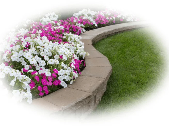 Annuals-seasonal-color-12-in-glen-mills-garnet-valley-media-wallingford-water-feaures-pa-scapeworx