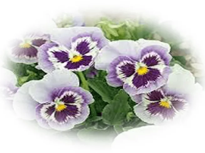 annuals-seasonal-color-11-in-glen-mills-garnet-valley-&-media-wallingoford-pa-native-landscaping-scapeworx