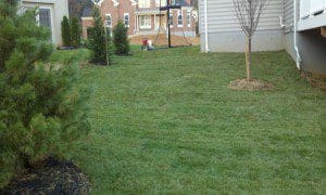 Freshly installed sod lawn in a suburban backyard beside a gray home courtesy of ScapeWorx
