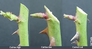 ScapeWorx pruning guide showing correct and incorrect rose stem cuts