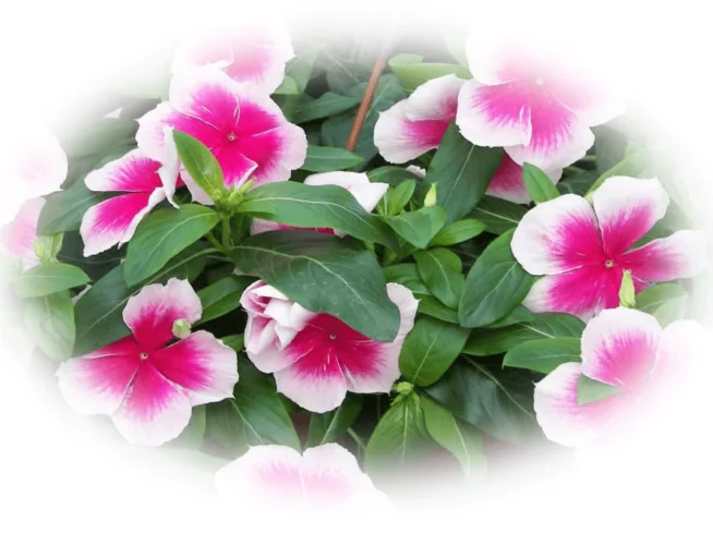 Annuals-seasonal-color-9-in-glen-mills-garnet-valley-media-wallingofrd-pa-seasonal-landscaping-scapeworx
