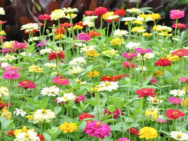 Colorful zinnia annuals planted by ScapeWorx in a vibrant landscape bed