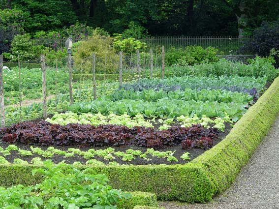 ScapeWorx vegetable garden in Chadds Ford with layered crop rows and natural hedge border