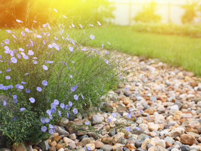 ScapeWorx decorative landscape drainage with river rocks and purple blooms