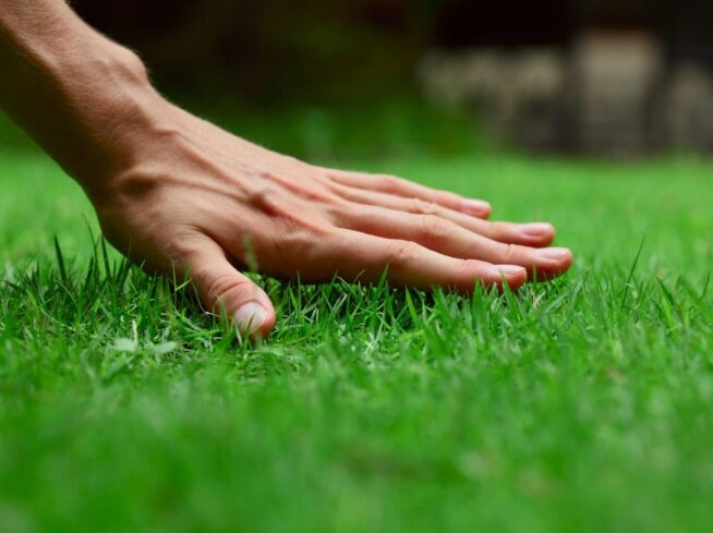 Hand touching vibrant green grass