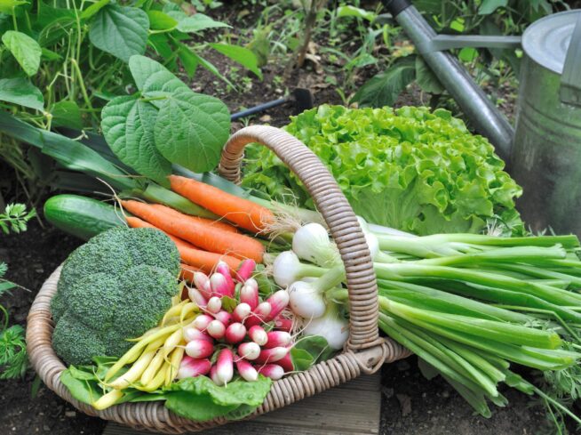 Fresh harvest from Lower Merion vegetable garden