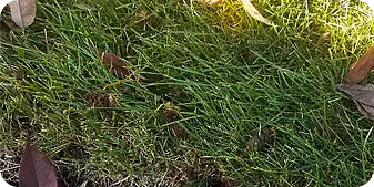Close-up of a healthy green lawn with visible soil plugs from core aeration, showcasing improved turf health and lawn rejuvenation through proper aeration practices.