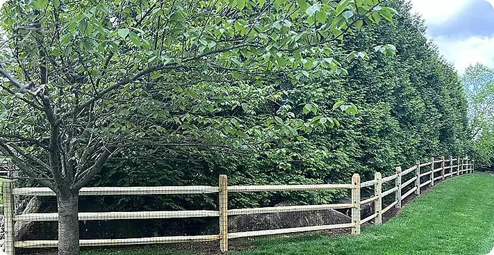Well-maintained wooden split rail fence lined with tall evergreen trees and a healthy lawn, providing a natural privacy screen