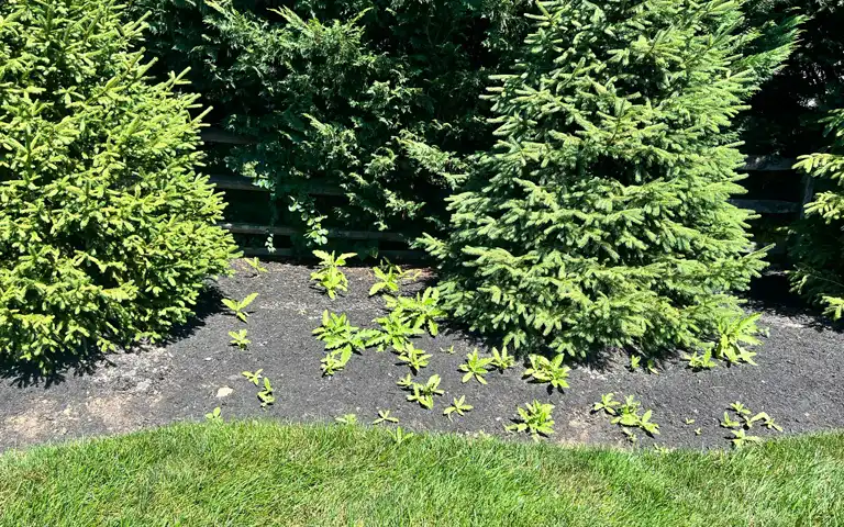 Trusted weeding and landscape bed maintenance near me in Glen Mills, Garnet Valley, & Media PA by ScapeWorx