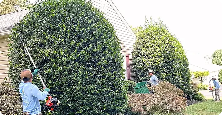 ScapeWorx team members performing precision shrub trimming and landscape maintenance with pole trimmers and cleanup tools, showcasing professional hedge care services.