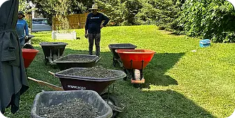 Multiple wheelbarrows filled with topsoil lined up on a lawn as part of a lawn renovation project