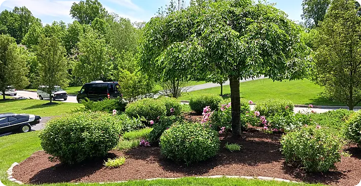Freshly mulched and trimmed landscape bed with blooming shrubs and a small ornamental tree, showcasing the results of a professional spring cleanup including pruning, edging, and debris removal.
