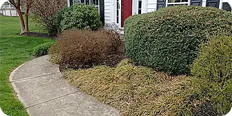 front yard shrubs and ornamental grasses bordering a curved concrete walkway in aGlen Mills, PA
