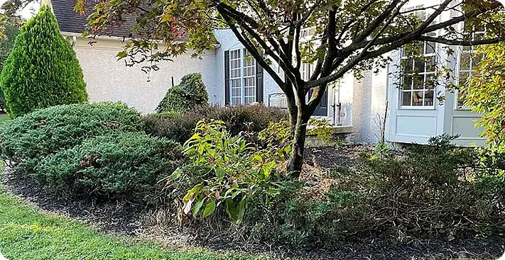 Mature landscape bed with established shrubs and a graceful ornamental tree, offering great potential for a refreshed design