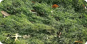 Freshly aerated lawn by ScapeWorx with visible grass clippings and soil plugs