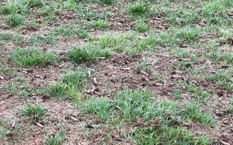 core aeration and lawn aeration in glen mills, garnet valley, and media pa by scapeworx