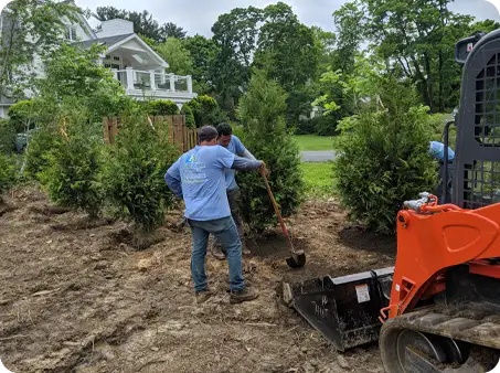 ScapeWorx crew planting a row of Green Giant Ari trees with skid steer on job site