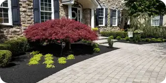 Front yard landscape with Japanese maple, bright greens, and paver walkway