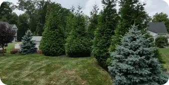 Line of privacy trees including arborvitae and evergreens in suburban backyard all by ScapeWorx.
