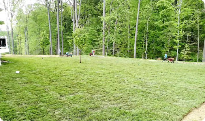 Large backyard freshly sodded with ScapeWorx crew finishing installation