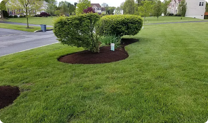 Fresh mulch ring around landscape shrubs in open residential lawn by ScapeWorx