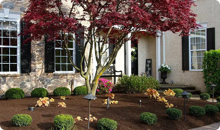Front yard landscape with Japanese maple, boxwoods, and mulch near stone home designed by ScapeWorx