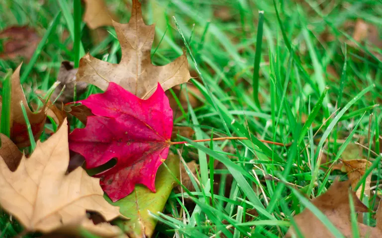 leaf clean up in glen mills, garnet valley, and media pa by scapeworx