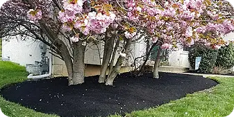 Freshly mulched tree bed under blooming ornamental cherry tree