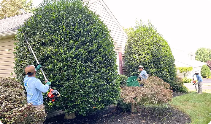 ScapeWorx team pruning large bushes in front of suburban home