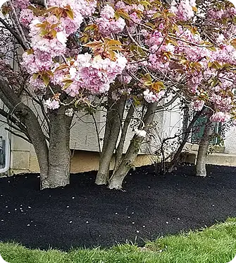 Mulch surrounding flowering trees in a landscaped garden.