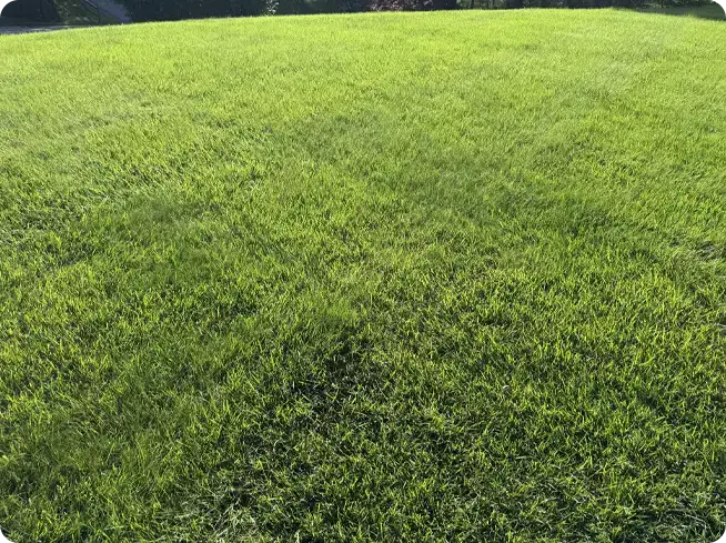 Large residential lawn after lawn repair and reseeding