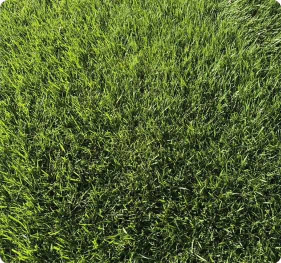 Thick green grass after lawn renovation