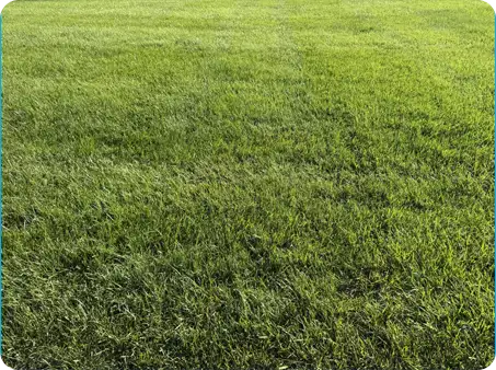 Side yard grass showing recovery after reseeding and care