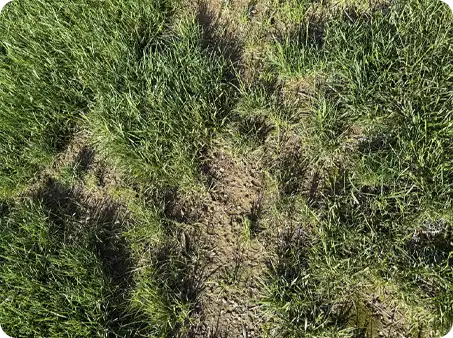 Sparse grass and soil exposure before lawn repair