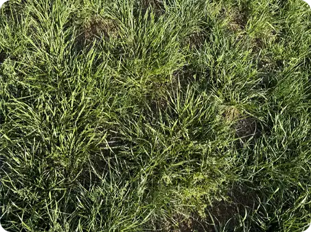 Patchy, weedy lawn area in need of full repair