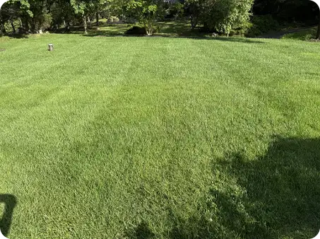 Backyard lawn growing back after seed and aeration