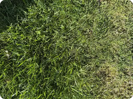 Grass Growing back after repair by ScapeWorx