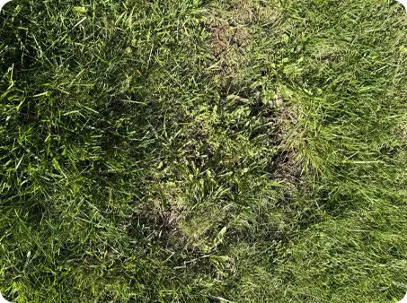 Thin grass beginning to fill in after treatment
