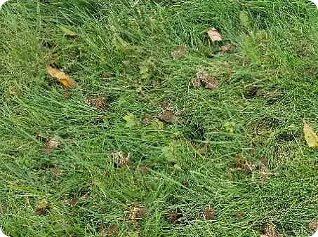 A healthy lawn after core aeration treatment by ScapeWorx Landscape Design & Maintenance.