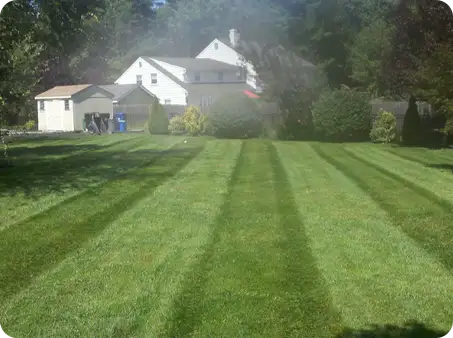 Lawn with aeration visible through fresh, healthy growth and mowing stripes.
