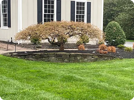 Immaculate lawn with a shaped garden bed and a trimmed tree. Lawn care & Fertilization by ScapeWorx.