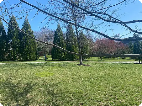 Lawn with fresh grass growth and trees lining the yard, maintained by ScapeWorx.