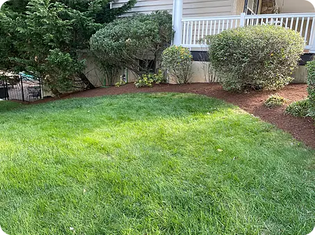 Newly mowed lawn with mulched garden beds and hand trimmed shrubs.