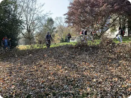 ScapeWorx team cleaning up a large area covered with fallen leaves using leaf blowers.