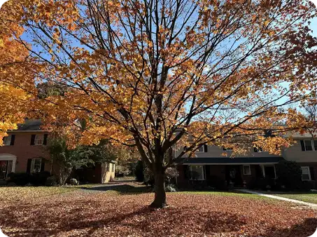 Large tree surrounded by fallen leaves, with ScapeWorx ready for leaf cleanup.