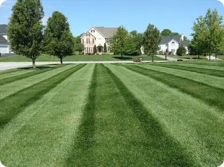 Freshly mowed lawn with crisp, alternating stripes, maintained by ScapeWorx.