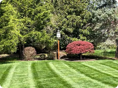 Well-maintained lawn with alternating stripes and vibrant shrubbery, completed by ScapeWorx.
